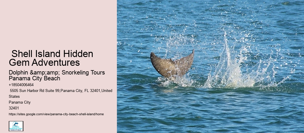 Swim With A Dolphin In Panama City Beach Florida