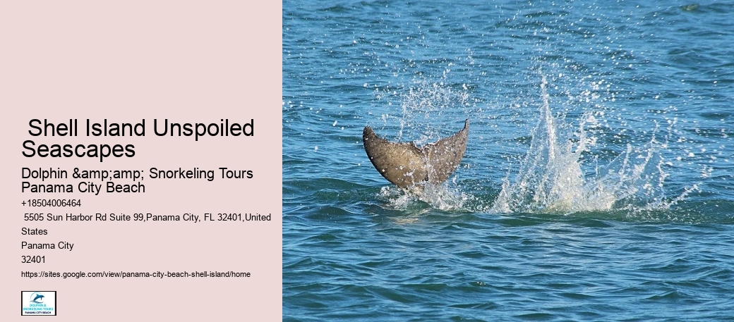  Shell Island Eco Tours Florida