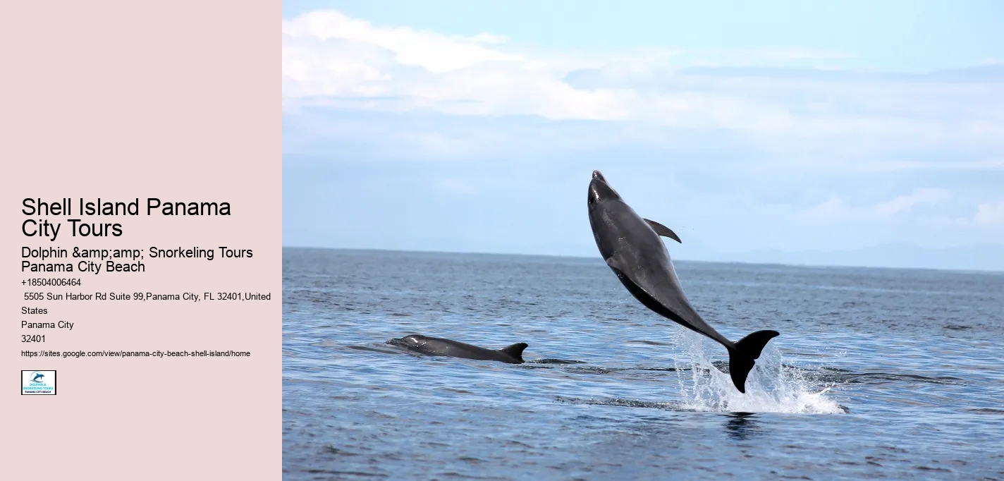  Swimming With Dolphins