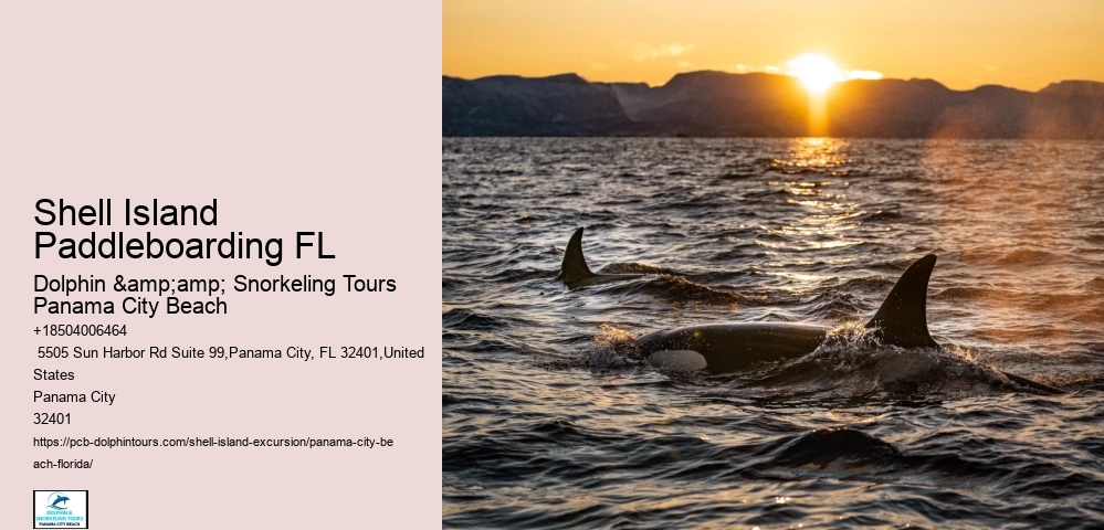  Play And Swim With A Dolphin In Panama City Beach